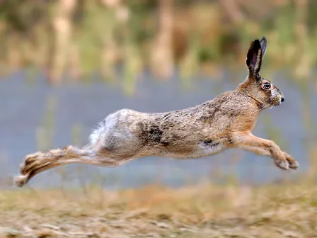 Rabbit speeding by